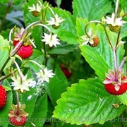 Земляника лесная (Fragaria vesca, Wild strawberry) трава 100 грамм фото