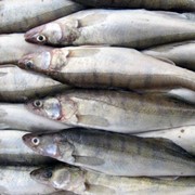 Свежая и мороженная речная рыба, таранка (плотва, синец, густера, чехонь, рыбец) мелким оптом фото