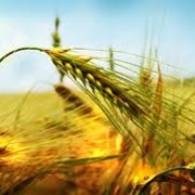Пшеница многолетняя, купить, Украина