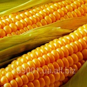 Семена кукурузы НС 2014, сербской селекции, урожай 2015