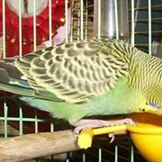 Корм для птиц фото