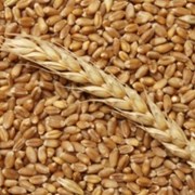 Зерно пшеница 3 класс  фото