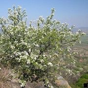 Вишня Prunus mahaleb Обхват ствола 16-18