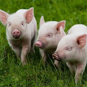 Комбикорм для свиней ТМ “ХЛЕБНАЯ ГАВАНЬ“ фото