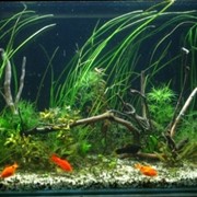 Оформление аквариума растениями и рыбками фотография
