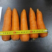Морковь свежая