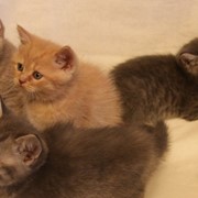 Британские короткошерстные котята, Кошки домашние фото