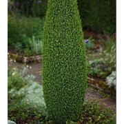 Можжевельник обыкновенный Компресса (Juniperus comm. 'Compressa') фото