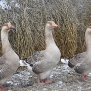Гусята различных пород сезон 2015 г фото