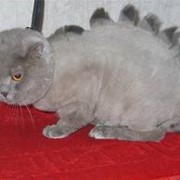 Стрижка собак и котов фото