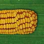 Семена гибрида кукурузы Круг МС 280 (ФАО 280) Среднеранний | Простой модифицированный фотография