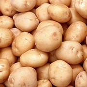 Продам картофель оптом фотография