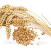 Озима пшениця Смуглянка