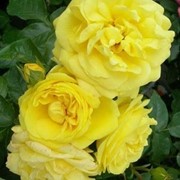 Саженцы роз разных сортов фото