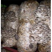 Мицелий Вешенки фото
