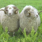 Овцы цигайской породы приазовского типа фотография