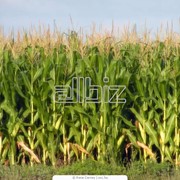 Кукуруза. Кукуруза семейства Злаки. Зерновые, бобовые и крупяные культуры фотография