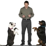 Воспитание собак! фото