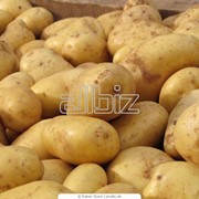 Картофель фото