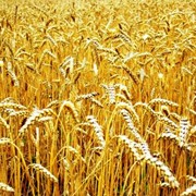 Ярая пшеница Аллейская элита фото