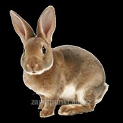 Шкурки кролика пресносухие, невыделанные фотография