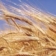 Пшеница, Пшеница оптом, Экспорт фото