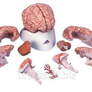 Модель мозга с артериями, 9 частей фото