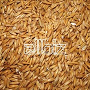 Закуп зерна всех сортов, Казахстан, ТОО Муган фото