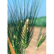 Твердая пшеница