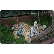 Кормление животных Амурский тигр фото