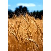 Пшеница 5 класса фото