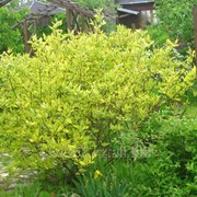 Дерен Cornus Mas, h см 30-50