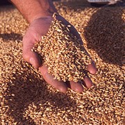 Зерно, зерновые продам в Херсоне