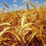Озима пшениця Сорт Дарунок Поділля фото