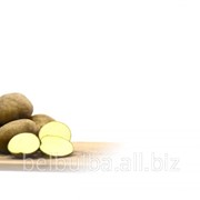 Среднеспелый картофель Зекура 2РС фотография