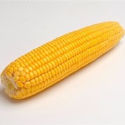 Семена кукурузы сорт ПР38А24 фотография