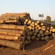 Отходы лесозаготовок продажа, опт Коростень, Житомирская область, Украина