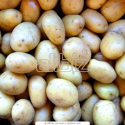 Картофель среднеранний