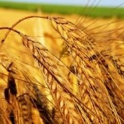 Пшеница озимая “Кубус“ 1- репродукция фото