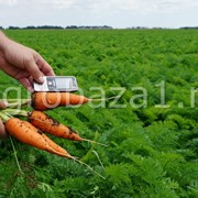 Волгоградская морковь оптом с фермерского хозяйства фотография