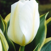 Тюльпан Purissima фотография