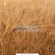 Культуры зерновые, пшеница,рожь, кукурудза фото