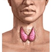 Исследование функции щитовидной железы