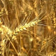 Пшеница купить оптом Украина