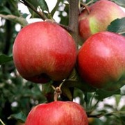 Яблоня росавка фото