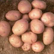 Картофель "Рябинушка"