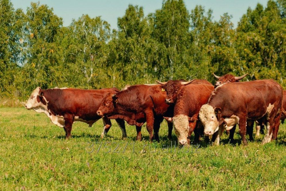 коровы в россии. крс тюменской. самарская область нетели. герефорд тюменская область. юринская порода крупного рогатого скота.