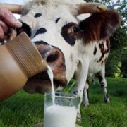 Молоко непастеризованное сырое коровье фотография