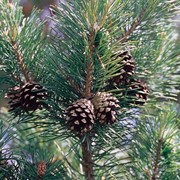 Эфирное масло сосны обыкновенной (Pinus silvestris)