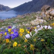 Ароматизатор Альпийские цветы, 50 мл фото